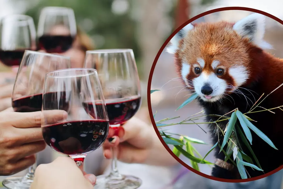 Red Wine, Food & Pandas? It's All One Fun Evening At This CNY Zoo