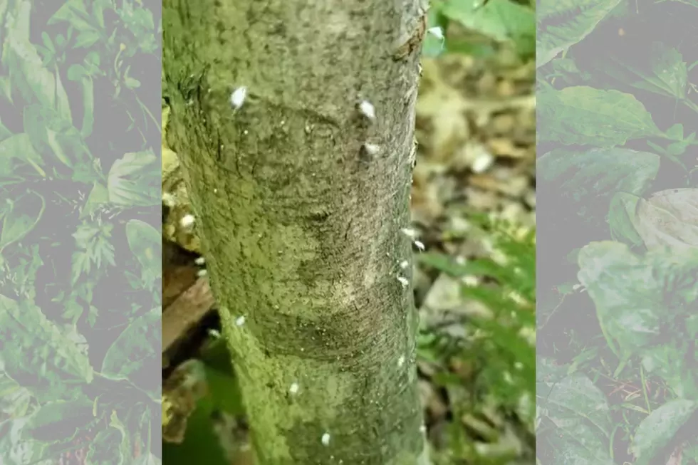 Is This A Dancing Bug? What&#8217;s With The White Fuzz On Trees In NY