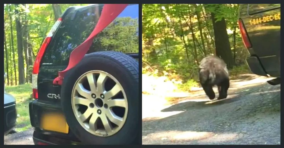 Trapped Bear Destroys Car Before Getting Released Back In NY 