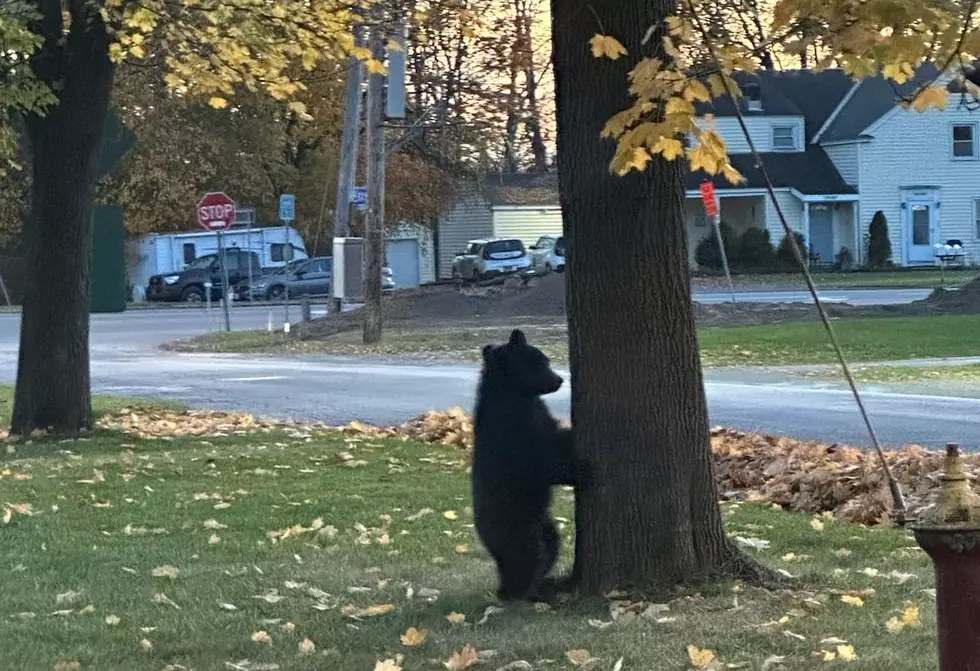 Beware of Baby Bear! One Seen Wandering Through CNY Neighborhood
