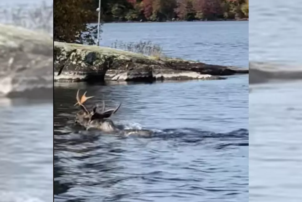 VIDEO: Fishing Trip Turns Majestic in NY When Moose Swims By Boat