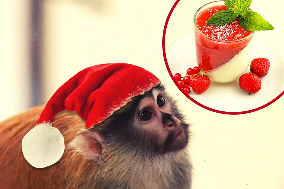 Celebrate Christmas in the Wild! CNY Zoo Hosting Fun Holiday Dinner