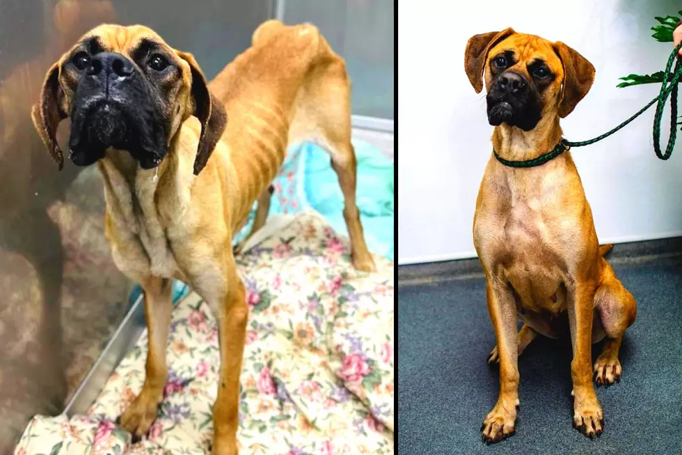Malnourished Utica Dog Makes Amazing Comeback; All Thanks to You