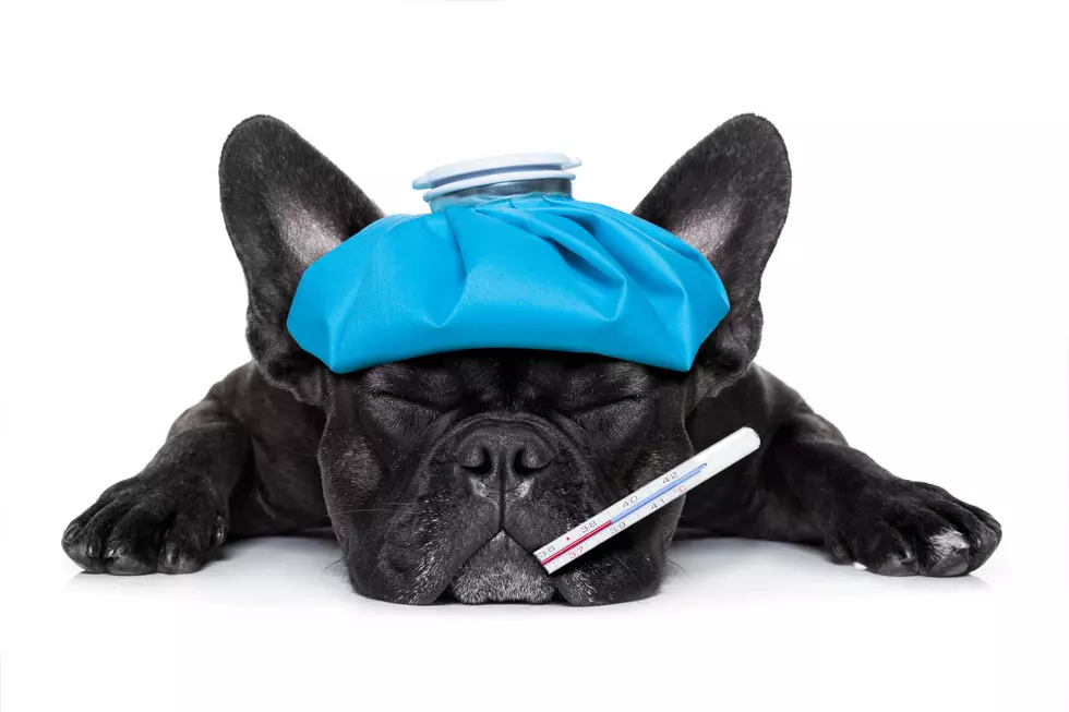 This is Ruff! Dog Flu Outbreak in 9 States, Including New York