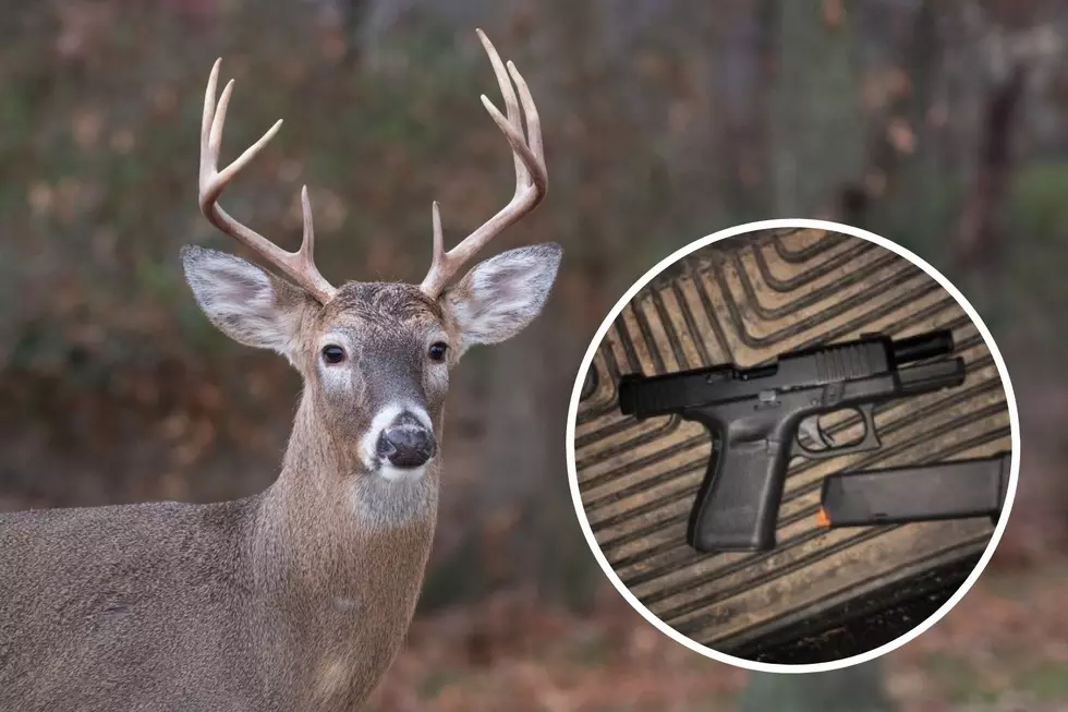 2 NY Hunters Illegally Shoot Deer with Pistol Through Car Window