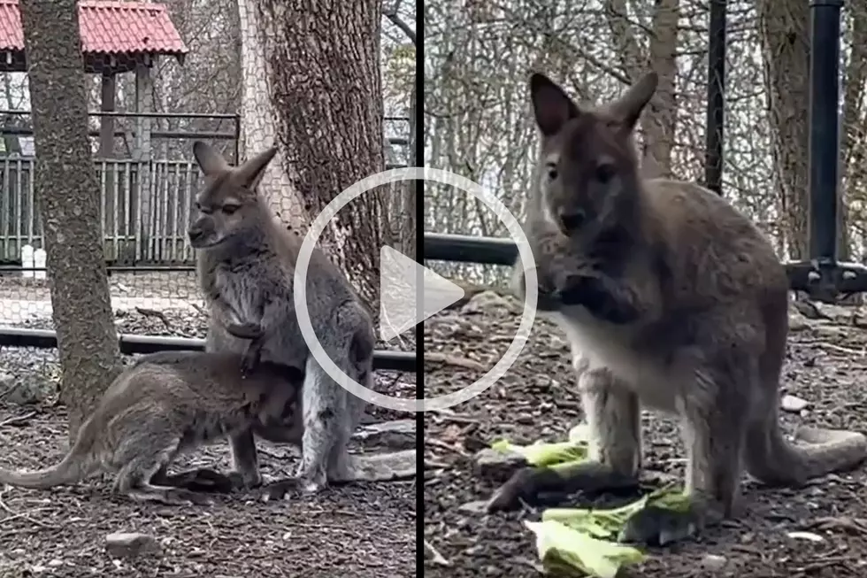 Baby Wallaby Hops Around the Utica Zoo for the First Time [VIDEO]