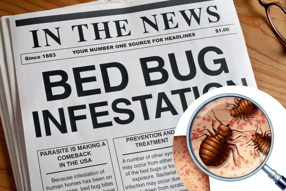 2 Cities in New York Among 50 Worst for Bed Bugs