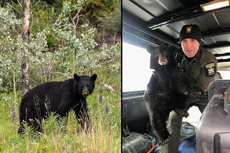 What a Hero! Officer Saves Starving Baby Bear in Herkimer County