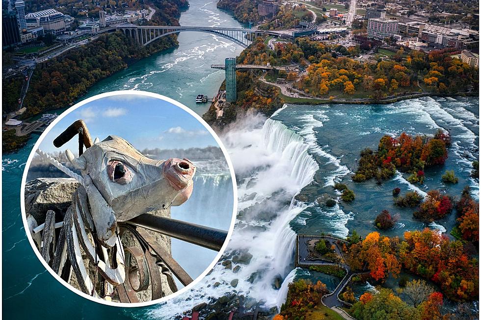 Why the Beef? Mysterious Cow Head Found Staring at Niagara Falls