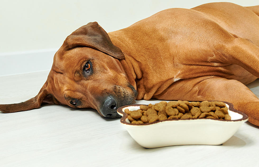 Don't Feed Fido This Recalled Dog Food Issued in New York State