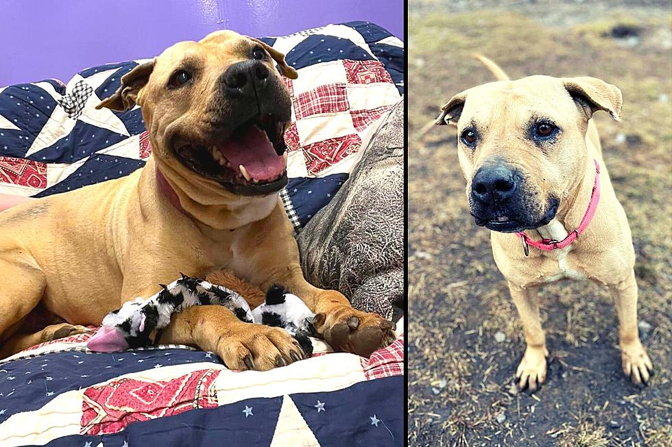 Good CNY Dog Needs Forever Home After Over 500 Days in 2 Shelters
