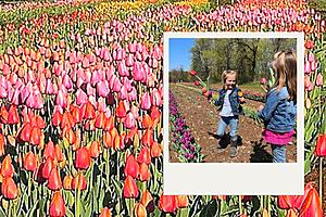 2 Beautiful You Cut Tulip Fields Open in Central New York