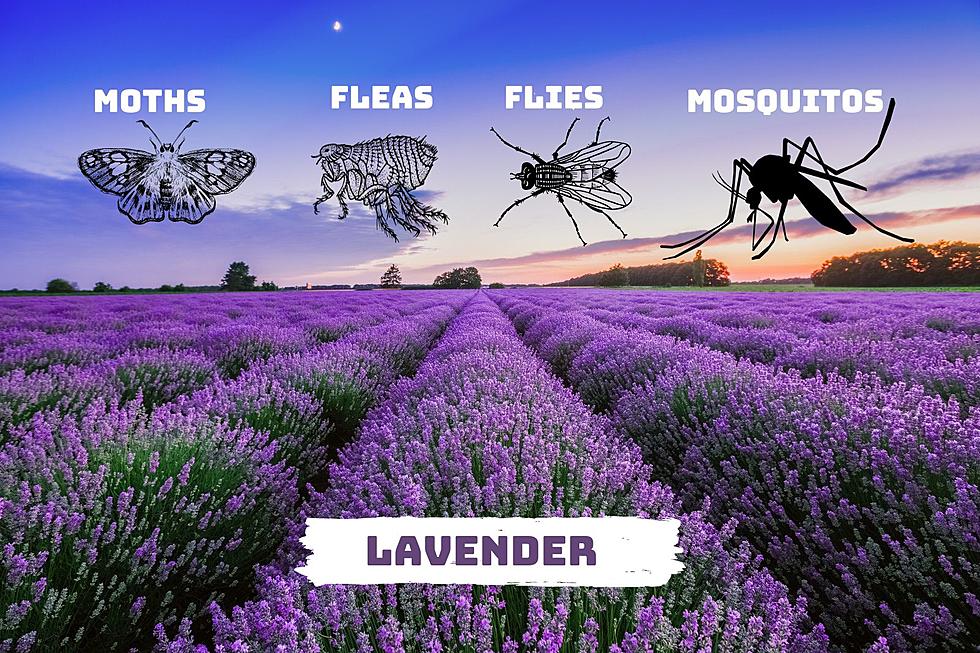 13 Plants & Herbs to Chase Away All Types of Bugs & Insects
