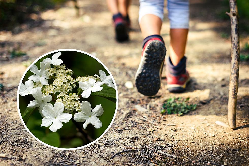 Upstate NY Flower Turns Fun Hiking Trip, Into Trip to the Doctor