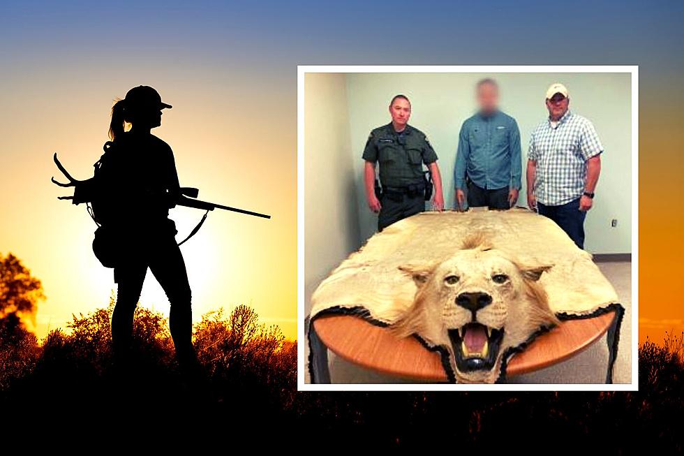 No Kitten! Undercover Officers Nab Illegal Lion Rug in Upstate NY