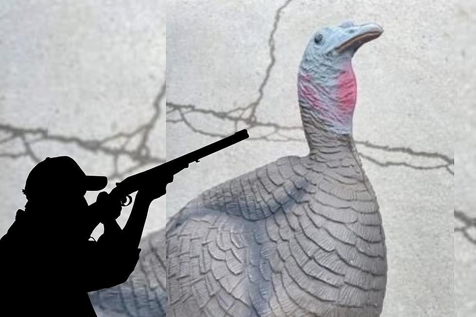 What a Turkey! New York Hunter Caught Shooting Decoy From Truck