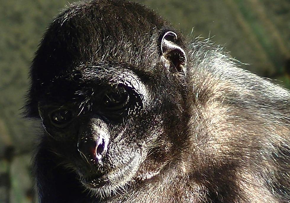 World's Oldest Spider Monkey Passes Away at Age 61 in Rome, NY