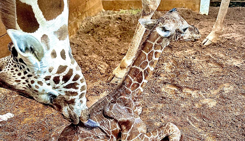 Adorable Baby Giraffe Takes First Steps at CNY Animal Park
