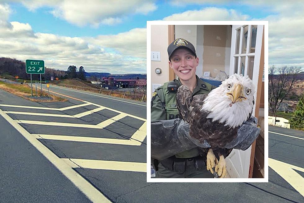 Bald Eagle Gets 2nd Chance; Rescued After Breaking Leg in Upstate NY