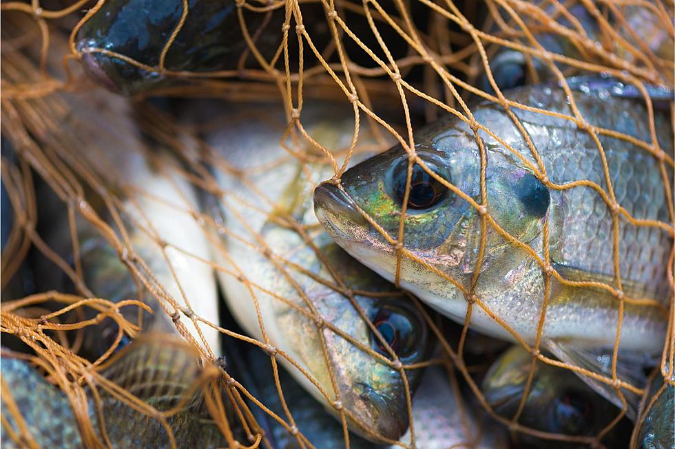 Fishermen Caught Illegally Netting 260+ Fish from One Pond in New York
