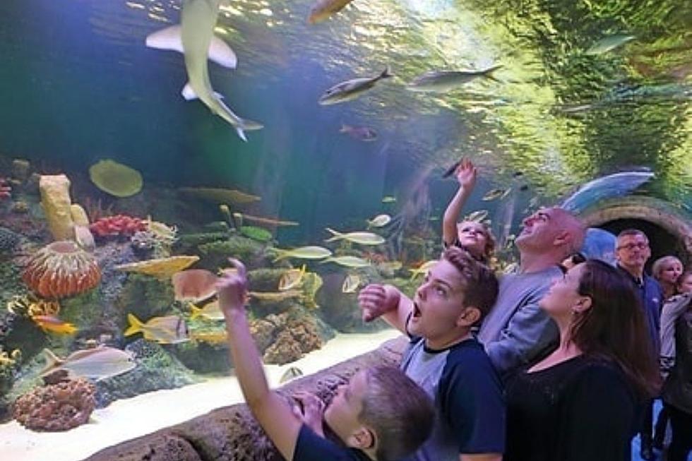 Walk Beneath Sharks at Spectacular New York Aquarium