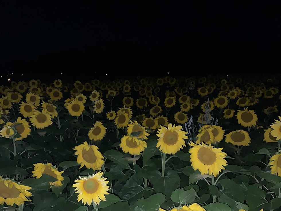 Lanterns & Sunflowers: A Magical Nightly Stroll in CNY