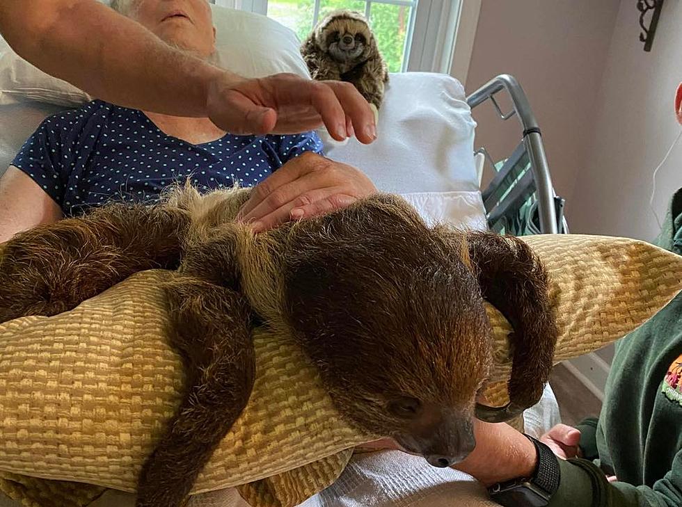 CNY Animal Park Helps Grant Dying Woman’s Final Wish to Meet a Sloth