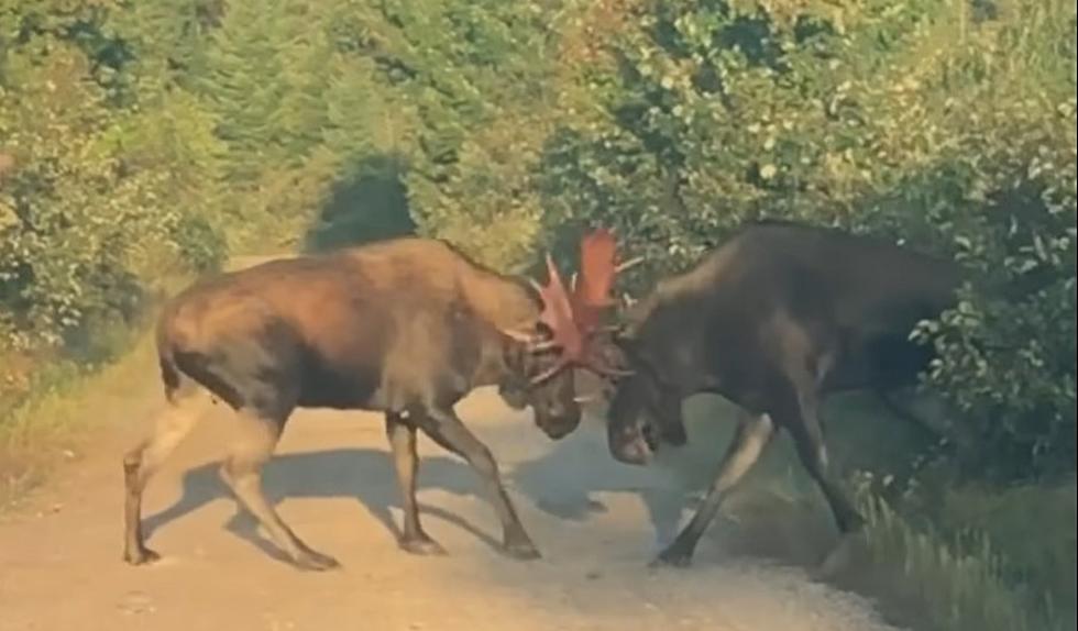 WATCH: Epic Battle of 2 Moose Locking Horns in Upstate New York 
