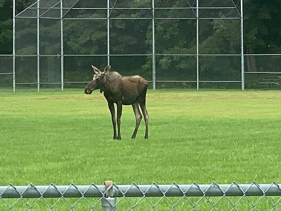 Goooal! Community Comes Out to Catch Moose on CNY Soccer Field 