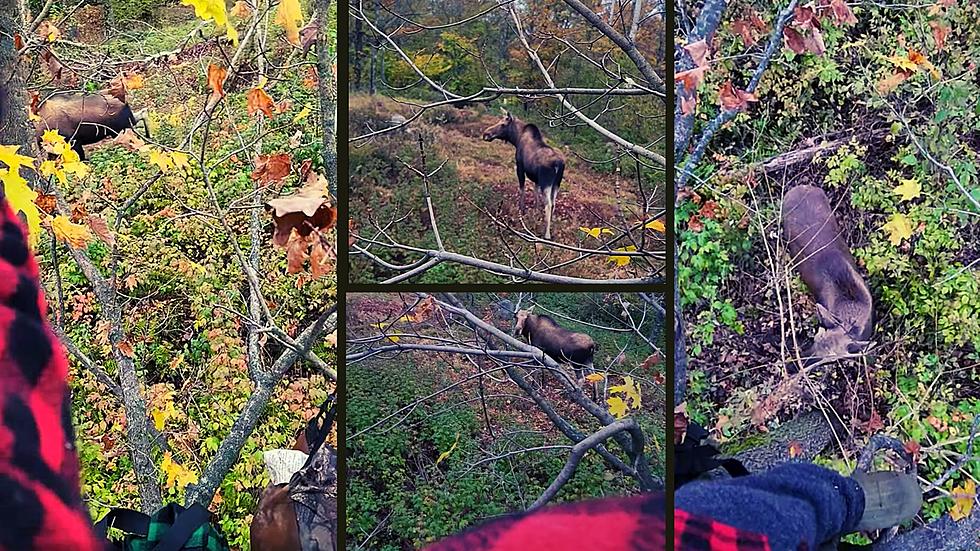 Close Encounter of Moose Kind! 2 Pass Under New York Hunter’s Tree Stand
