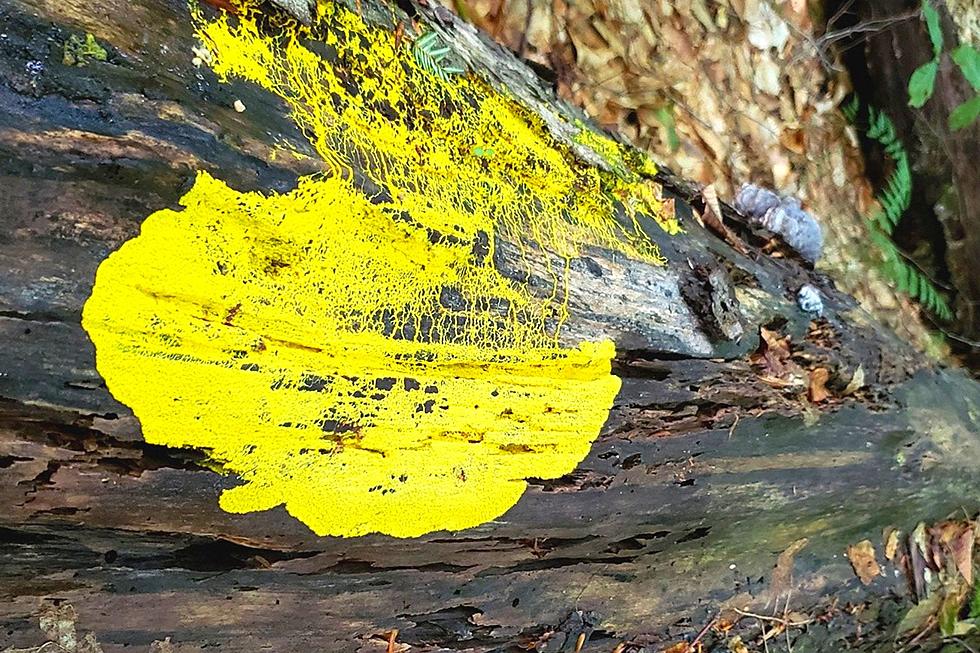 Yellow Paint? No! This Slime is Really Alive in Upstate New York