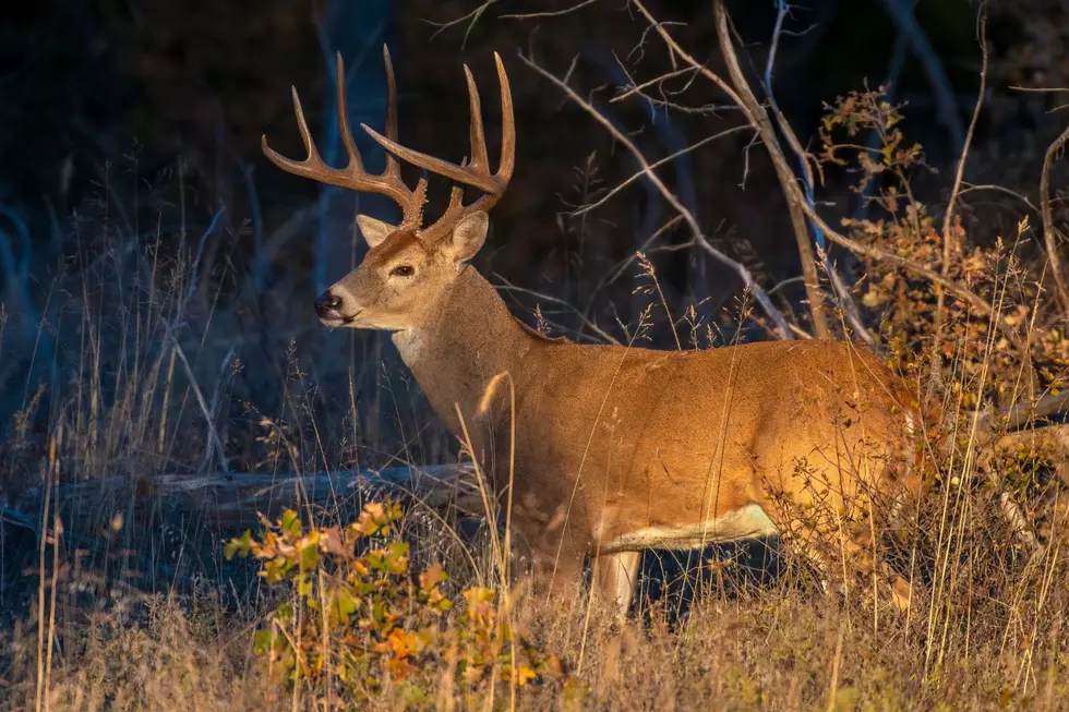 Concerning Hunting Season May Force Changes in New York