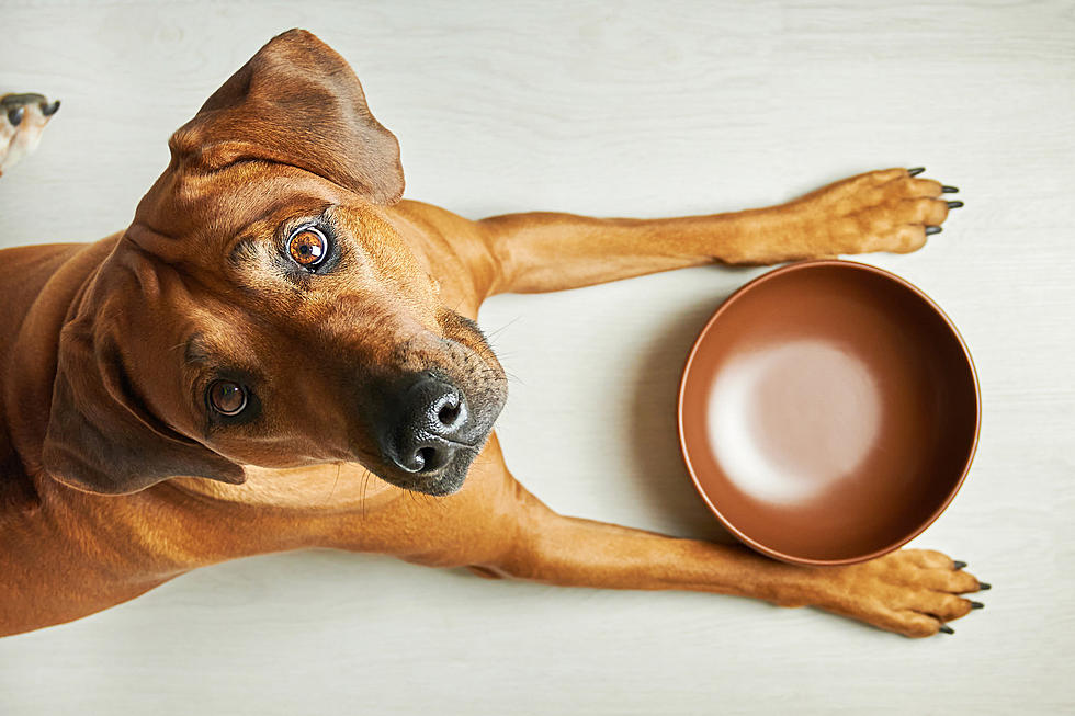 Canine Caution: 5 Most Hazardous Thanksgiving Treats For Your Pet