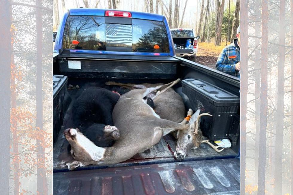 NY Hunters Illegally Kill Bear & 2 Deer, Leaving Grandpa to Blame