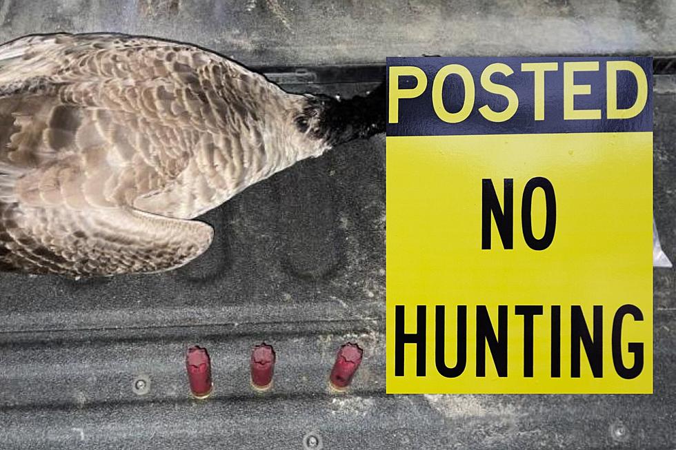 5 Hunters Ticketed for Illegal Goose Hunting in New York