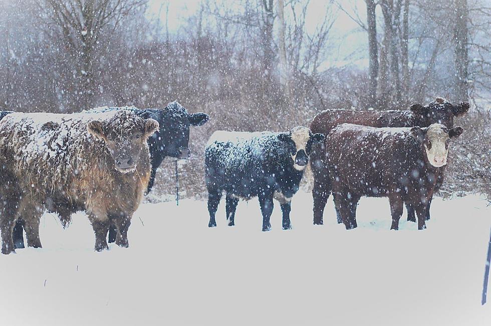 What a Load of Bull! Winter Storm Warnings in Central New York for Spring Snow