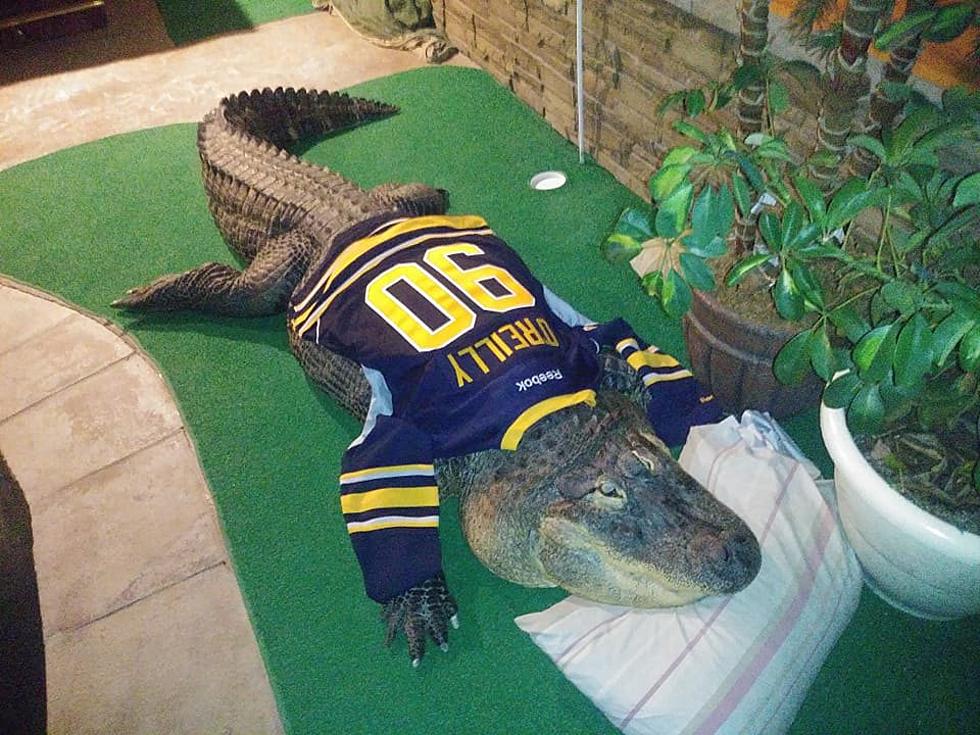 Petition to Bring Back Albert, Alligator Seize From New York Home