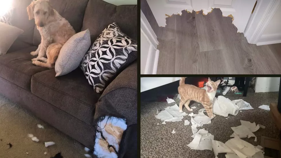 Furry Friends Gone Wild: Biggest Central New York Pet Messes