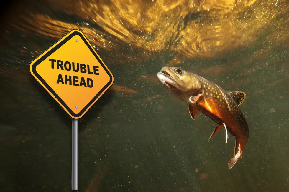 Trout In Trouble In New York Lakes This Summer