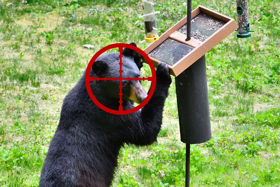 Central New Yorker Shoots Bear Eating From Backyard Bird Feeder