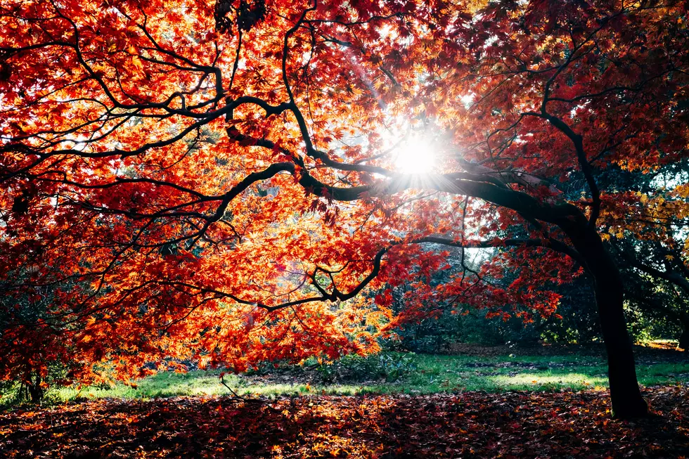 Farmer’s Almanac Predicts Classic Autumn For Upstate New York