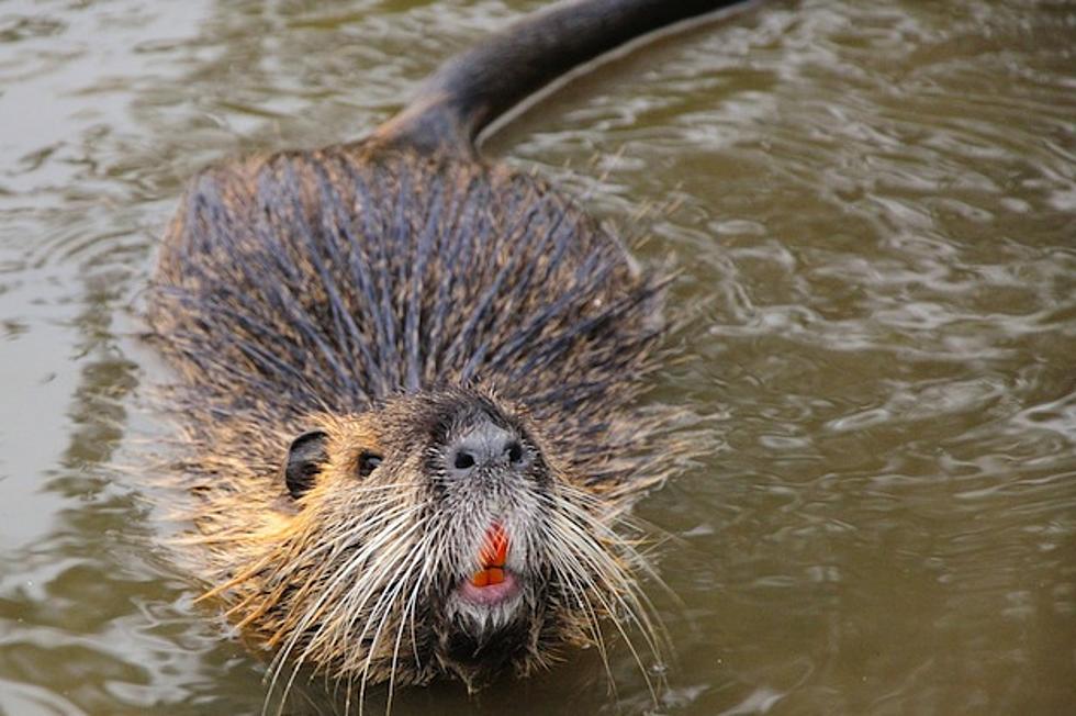 ‘Nutria Tacos’ Featured At Metairie’s ‘Beast Feast’