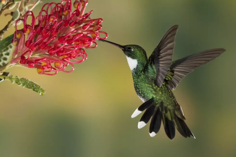 Where Is The Hummingbird Sanctuary In The South Hills Near Twin Falls?