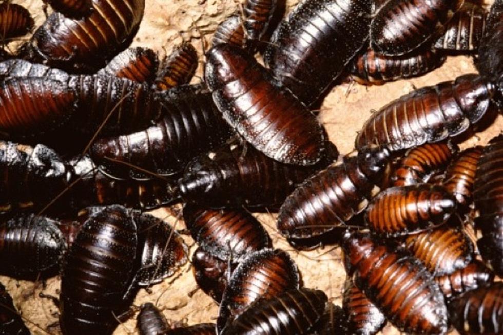 Florida Man Dies After Roach Eating Contest