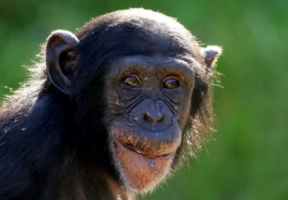 Zoo Chimp Has Become Hopelessly Addicted to Adult Films