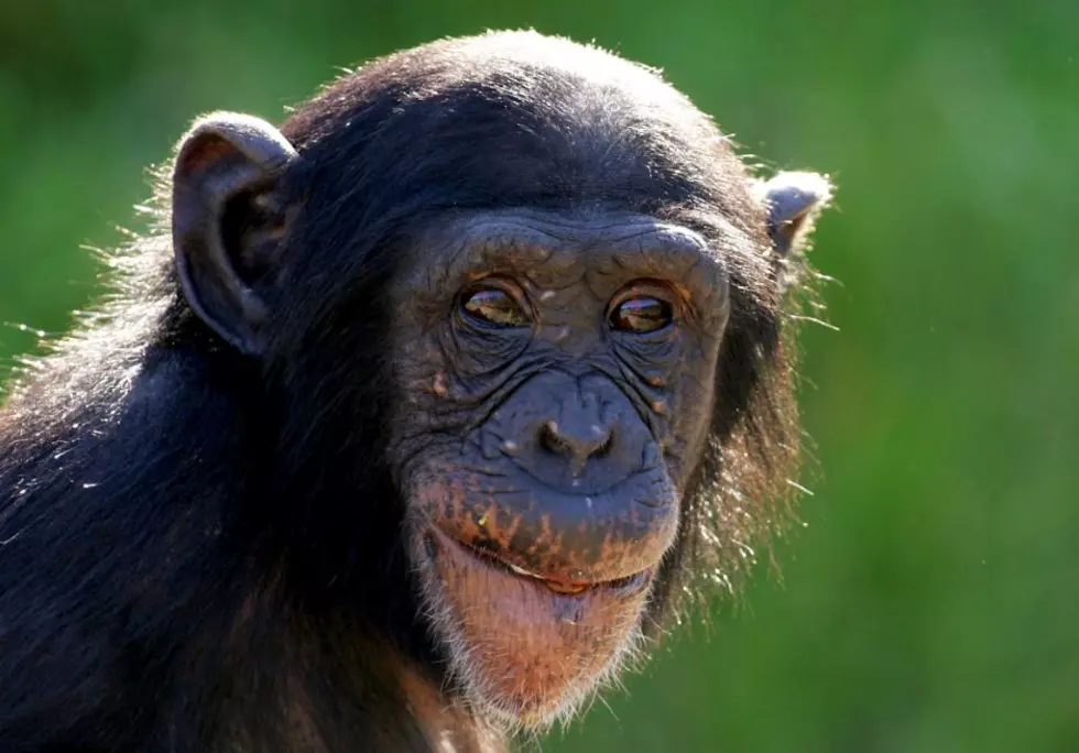 Zoo Chimp Has Become Hopelessly Addicted to Adult Films