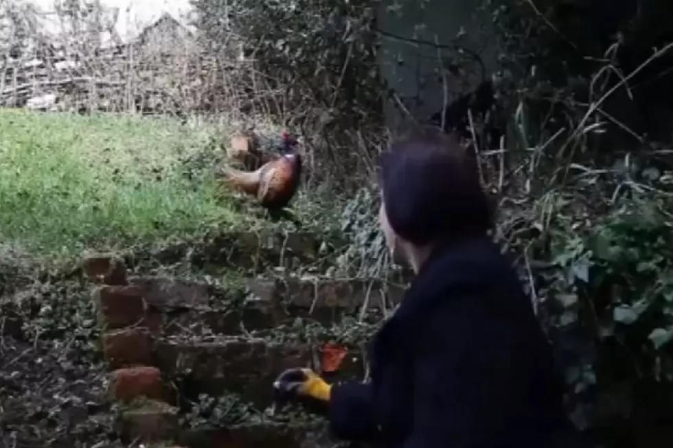 Fowl-Tempered Pheasant Attacks Mild-Tempered British Family