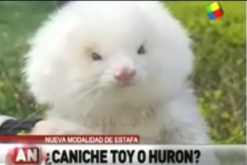 Attention: This is Not a Dog — This is a Ferret on Steroids