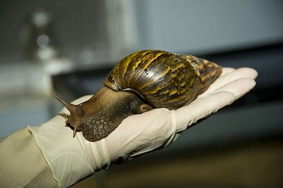 Giant Deadly Snail Found in Shipping Crate and No One Else is Panicking For Some Reason