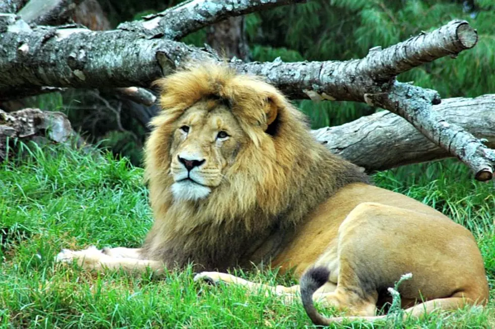 Lion-Meat Tacos Cause Uproar at Florida Restaurant